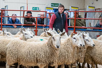 Border Ewe Sale-11